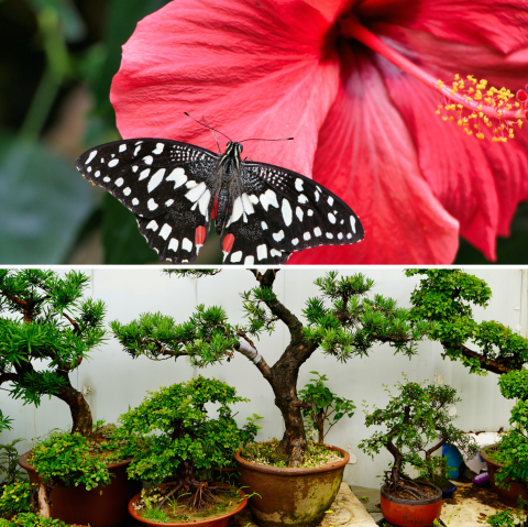 UPDATE! Nieuwe LEGO botanical collection zomer 2025: Hibiscus en mini Bonsai bomen - Nu als pre-order beschikbaar!